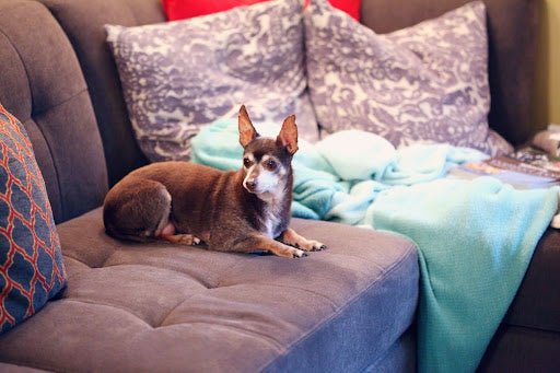 Signs It’s Time to Replace Your Sofa Cama Mattress